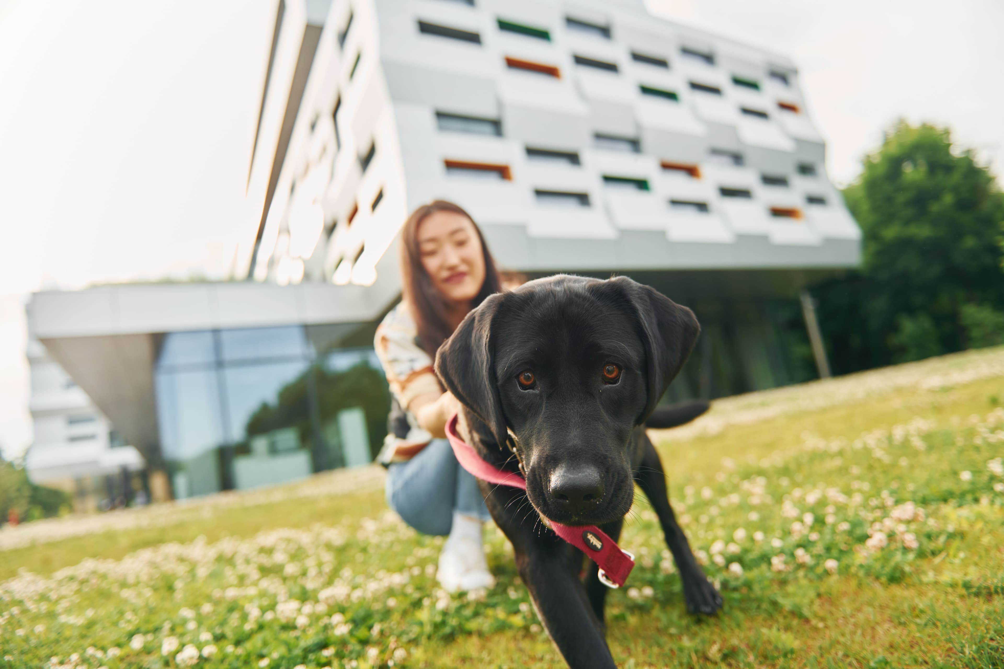 Pet-Friendly Communities in Dubai: The Perfect Haven for You and Your Furry Friends